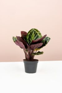 Howto identify and care for a calathea plant