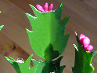 Thanksgiving green leaf segment and pink buds