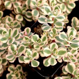 Learn togrow, care fore, and identify a Sedum-"Fools Gold" plant