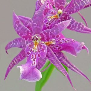 Purple Spider Orchid