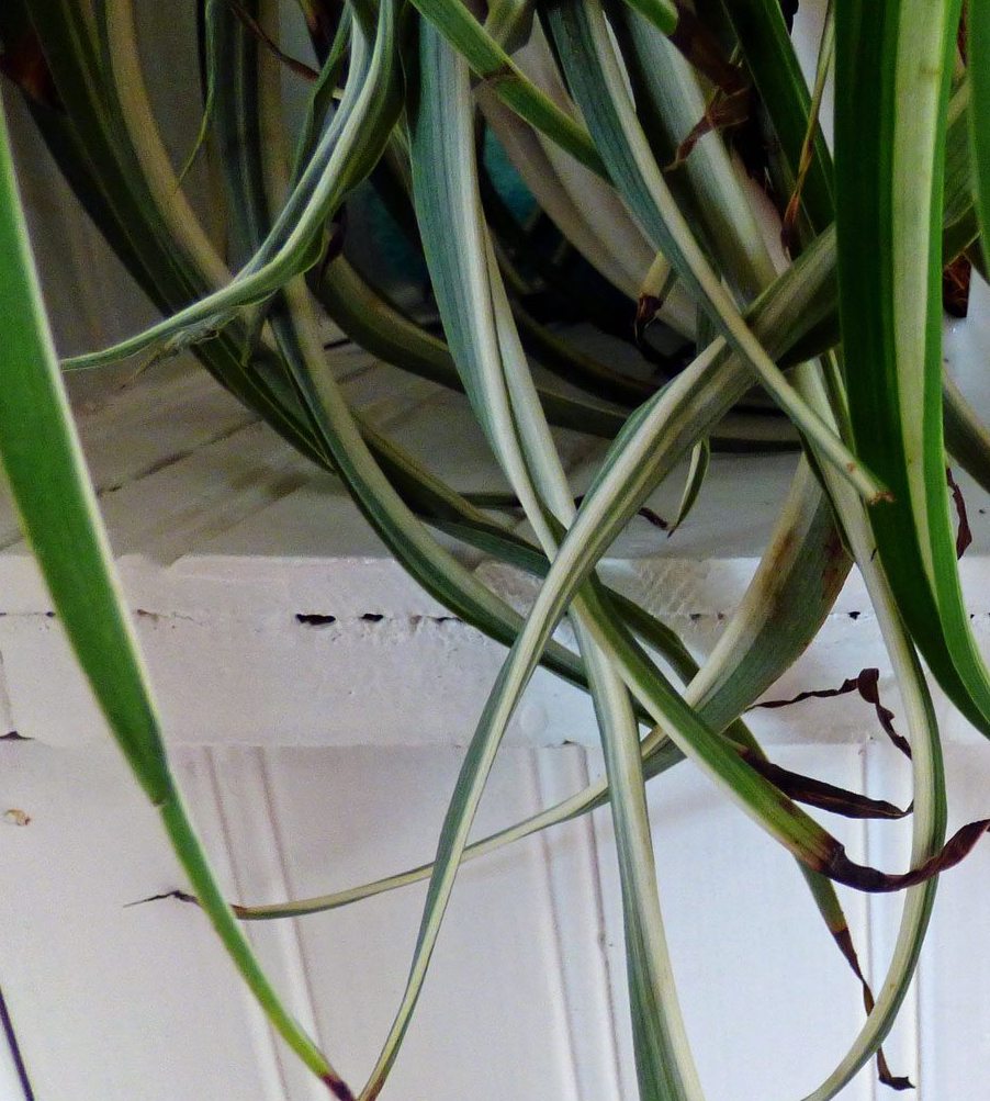 Spider Plant Wilted