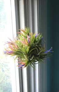 Colorful hanging Tillandsia Plant