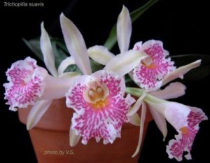 Lavendar and white tricopilia Orchid