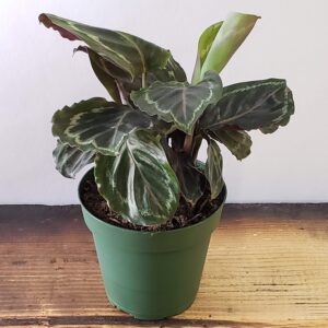How to identify, grow, and care for a Calathea "Medallion" plant 